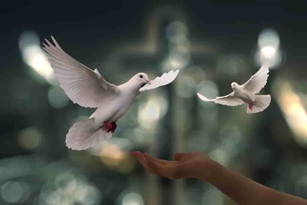 Hero slide 1 image: /about-us/our-story/white-doves.jpg