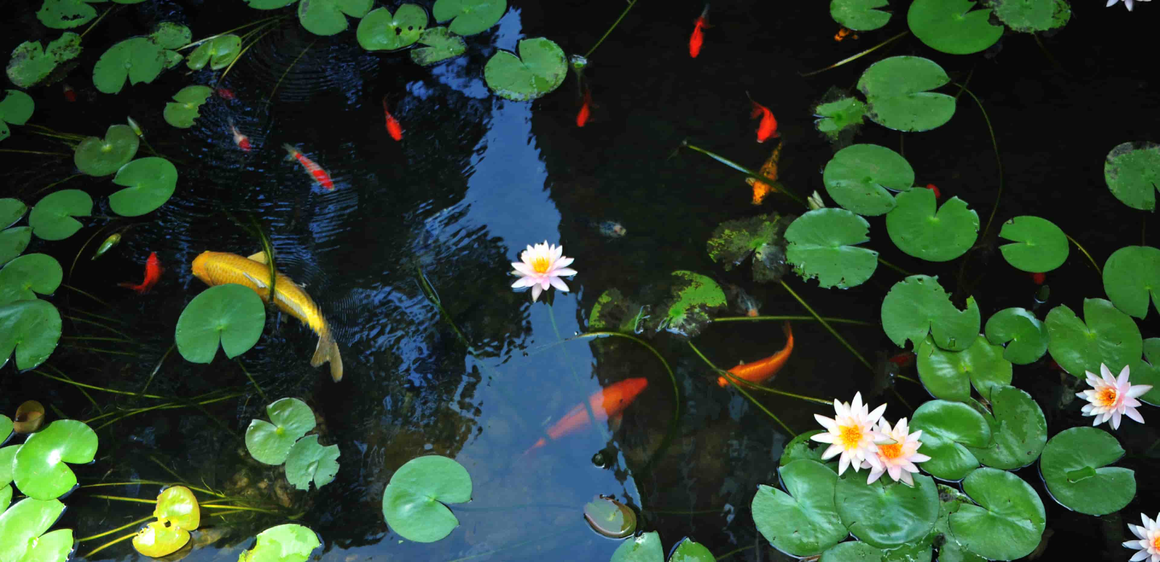 Hero slide 1 image: /home/Pond Lilies by the Law Faculty.webp